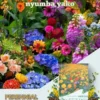 Flowering Mixed Perennial Wildflower Seeds - Thumbnail Image 1